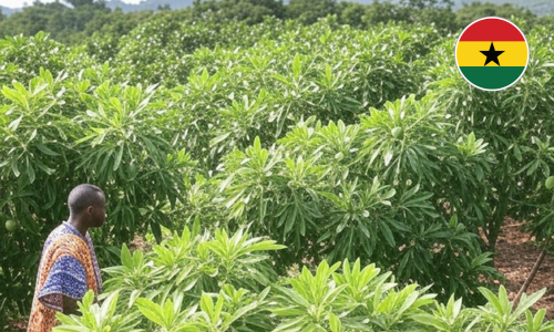 Ghana Farms